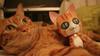 Copy Cat