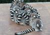 Cute lemur pack