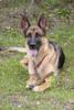 German Shepherd Lona