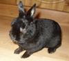 Dwarf Rabbit Lakrits (Licorice)