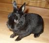 Dwarf Rabbit Lakrits (Licorice)