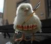 Chick Soldier