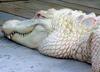 Albino Alligator