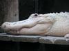 Albino Alligator