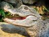 Alligator open mouth