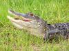 alligator in orlando
