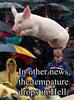 Jumping Pig