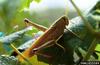 Green Bird Grasshopper (Schistocerca alutacea)