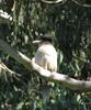 Kookaburra