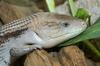 Northern Blue Tongue Skink  (Tiliqua scincoides intermedia)