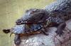 Alligator's Tortoise pillow