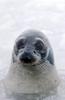 Female Harp Seal