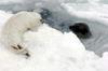 Harp Seal pup