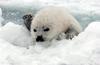 Harp Seal pup