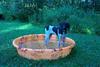 Dogs