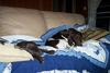 Dogs