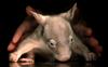 Baby Common Wombat