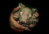 Baby Common Wombat