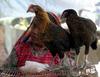 Pakistani Chickens