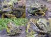 Frog with three heads and six legs