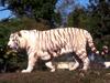 White Tiger