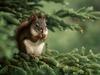 Cute Squirrel