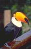 Toco Toucan