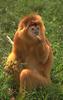 Golden Monkey