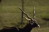 Blackbuck