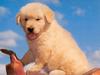 puppy