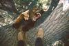 Bear Attack