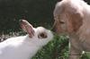 Bunny Puppy