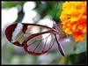 Glasswing