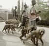 Hyenas and Baboons