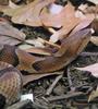 copperhead snake