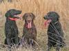 three curly coated retrievers int he field