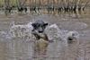 black labrador retriever at work