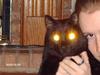 Evil Cat