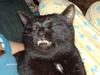 funny face cat