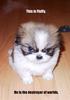 fluffy dog