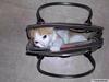 cat in a bag