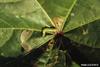 Beet Armyworm (Spodoptera exigua) caterpillar