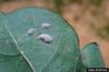 Beet Armyworm (Spodoptera exigua) egg mass