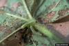 Beet Armyworm (Spodoptera exigua) caterpillars