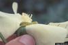Beet Armyworm (Spodoptera exigua) caterpillar