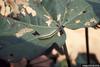 Beet Armyworm (Spodoptera exigua) caterpillar
