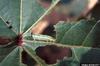 Beet Armyworm (Spodoptera exigua) caterpillar