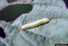 Beet Armyworm (Spodoptera exigua) caterpillar