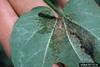 Beet Armyworm (Spodoptera exigua) caterpillars