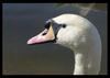 Mute swan (Cygnus olor)